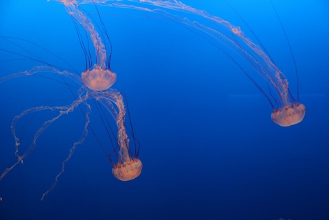 �������� � ��������